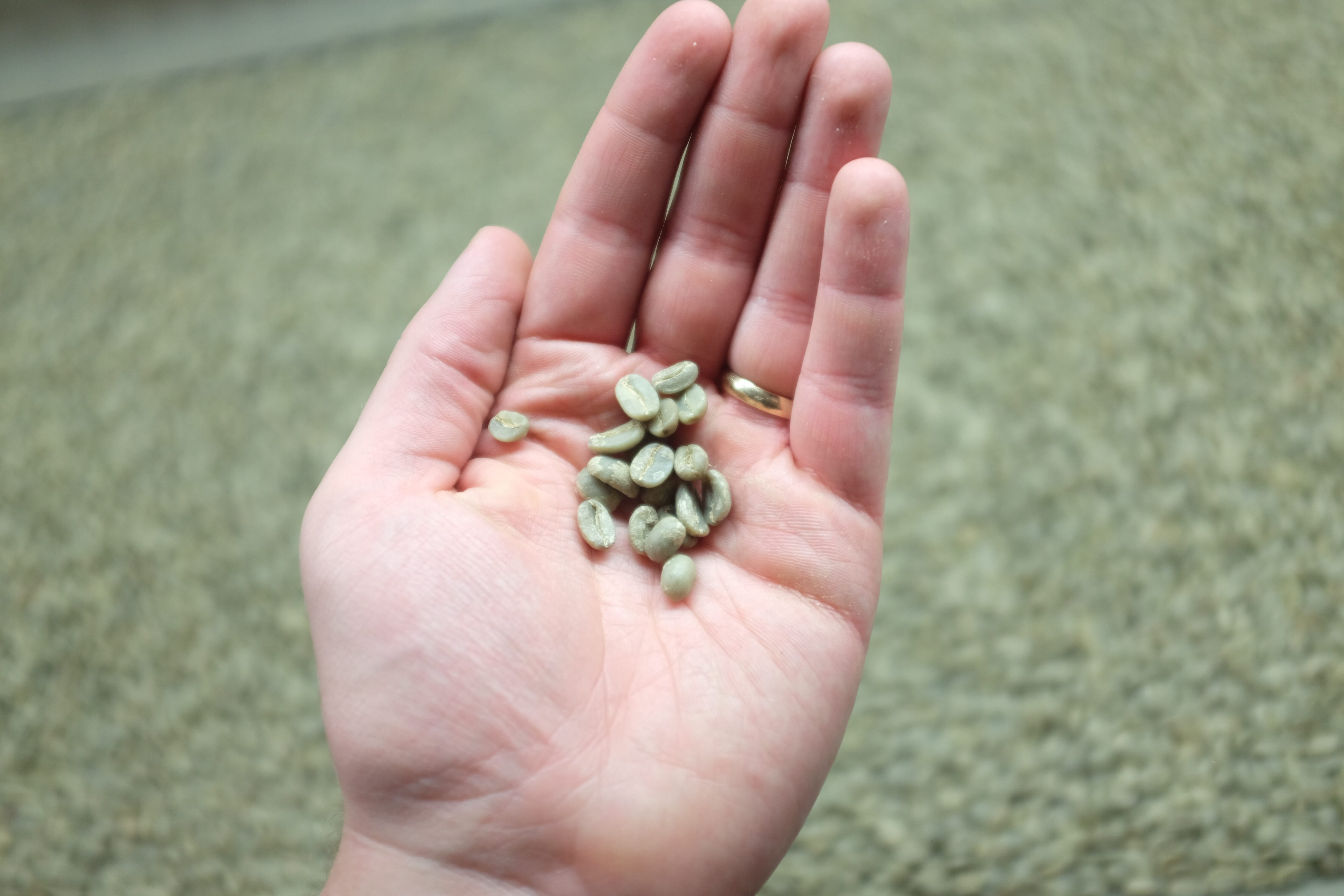 What is Coffee Processing and How Does it Affect Flavor? The Coffee