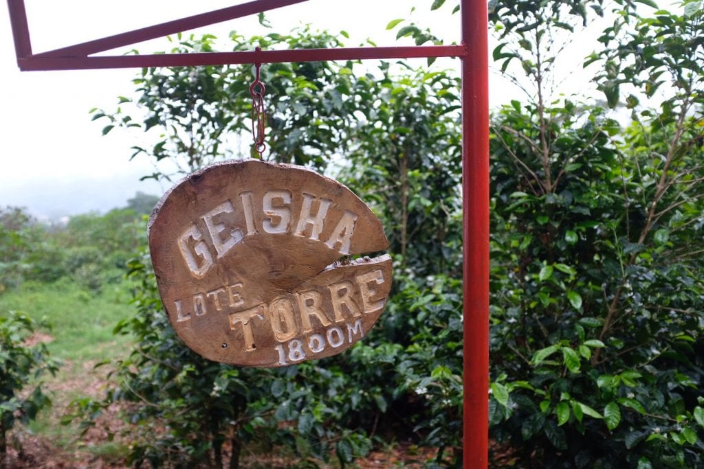 Opinion: It's Panama Geisha, not Gesha | The Coffee Compass